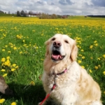 Gedenkbild