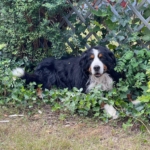 Gedenkbild