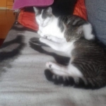 Gedenkbild