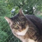 Gedenkbild