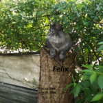 Gedenkbild