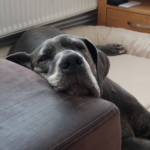 Gedenkbild